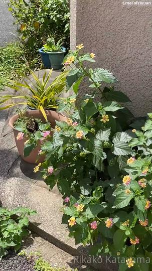 OnlyFans韩系名媛婊RikakoKatayama10