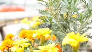 在雨停的車站前我們遇見了平生总不會忘記的他人老婆精